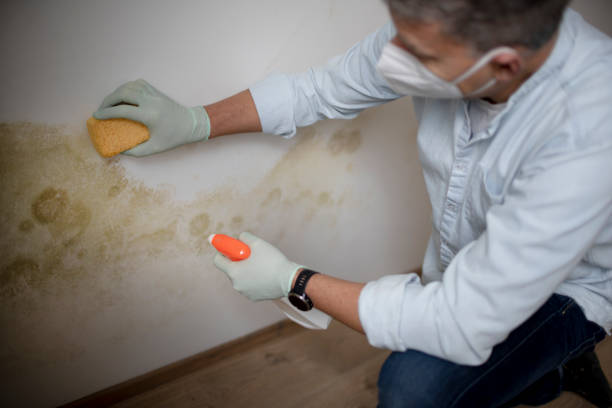 Best Mold Testing and Inspection Services in Cameron, WI