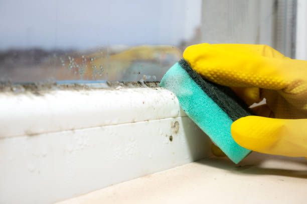 Best Crawl Space Mold Remediation in Cameron, WI