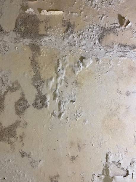 Best Mold Remediation for Specific Building Types in Cameron, WI