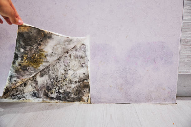 Best Mold Testing and Inspection Services in Cameron, WI